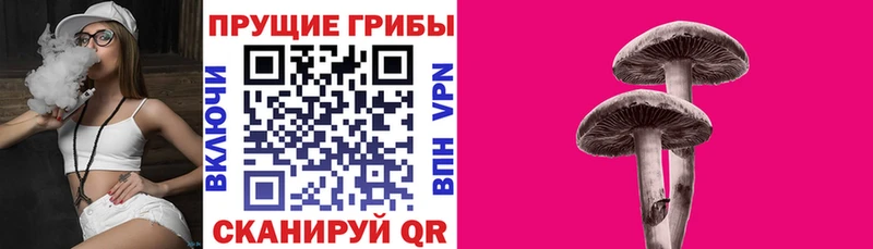Галлюциногенные грибы Psilocybe  Купить  Кудымкар 